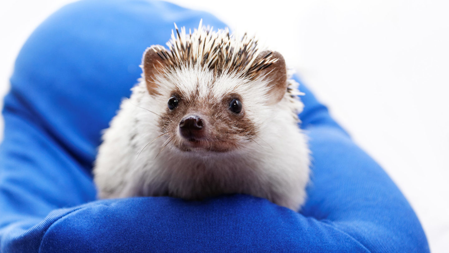 The Hedgehog Concept: How TEGNA Became a Master of One  image