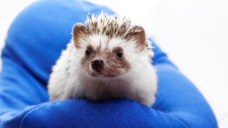 The Hedgehog Concept: How TEGNA Became a Master of One  image